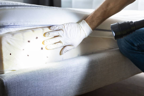 Best Exterminator Services  in Converse, TX