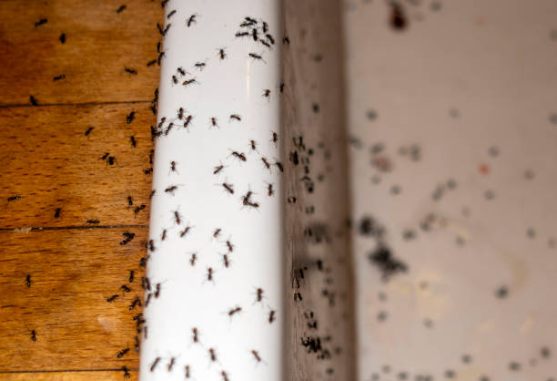 Best Rat Extermination Near Me  in Converse, TX