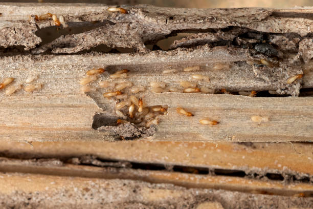 Best Pest Inspection Near Me  in Converse, TX