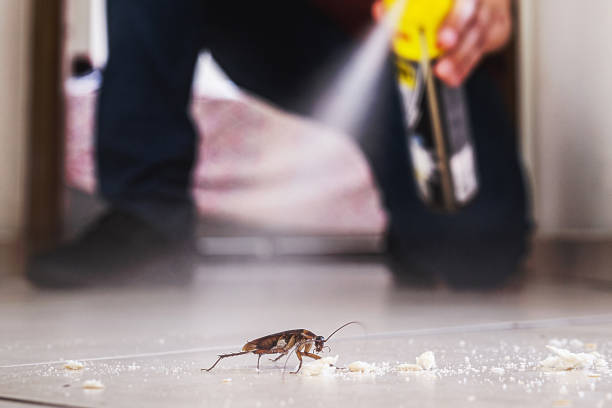 Wasp Removal Services in Converse, TX