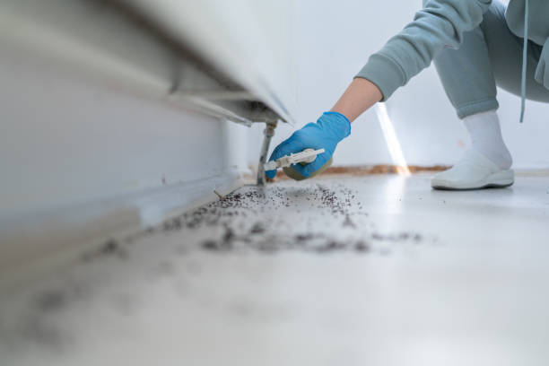 Best Rat Extermination Near Me  in Converse, TX
